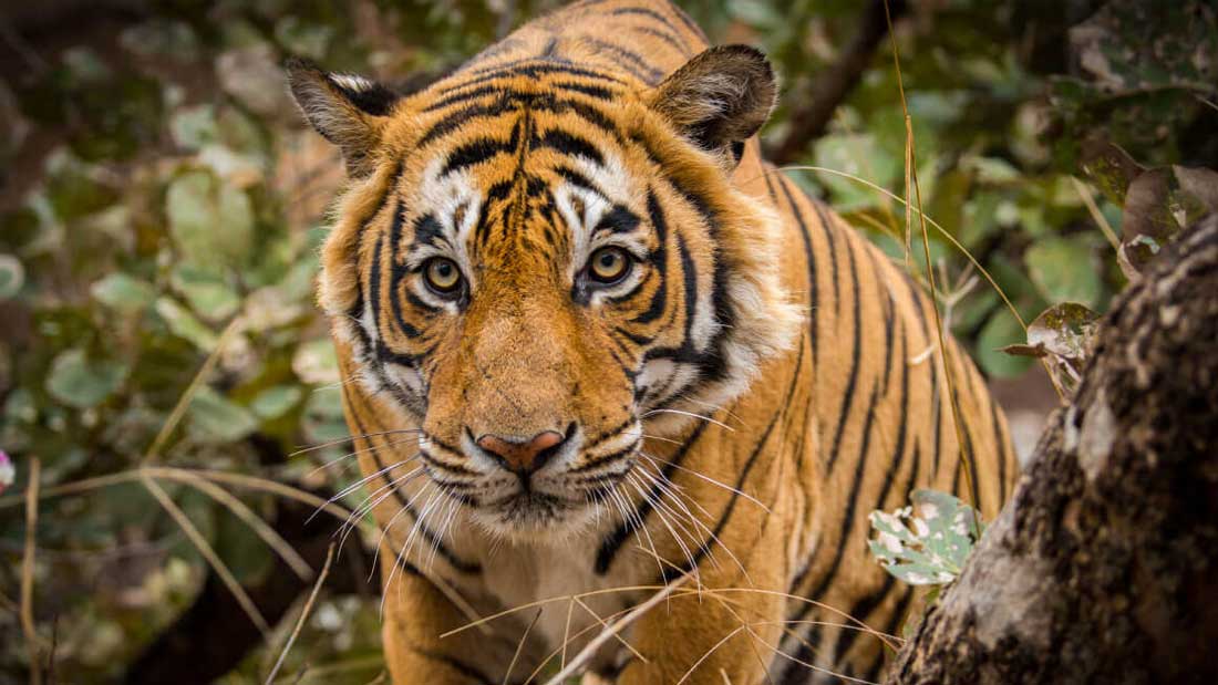 Golden Triangle Tour with Ranthambore
